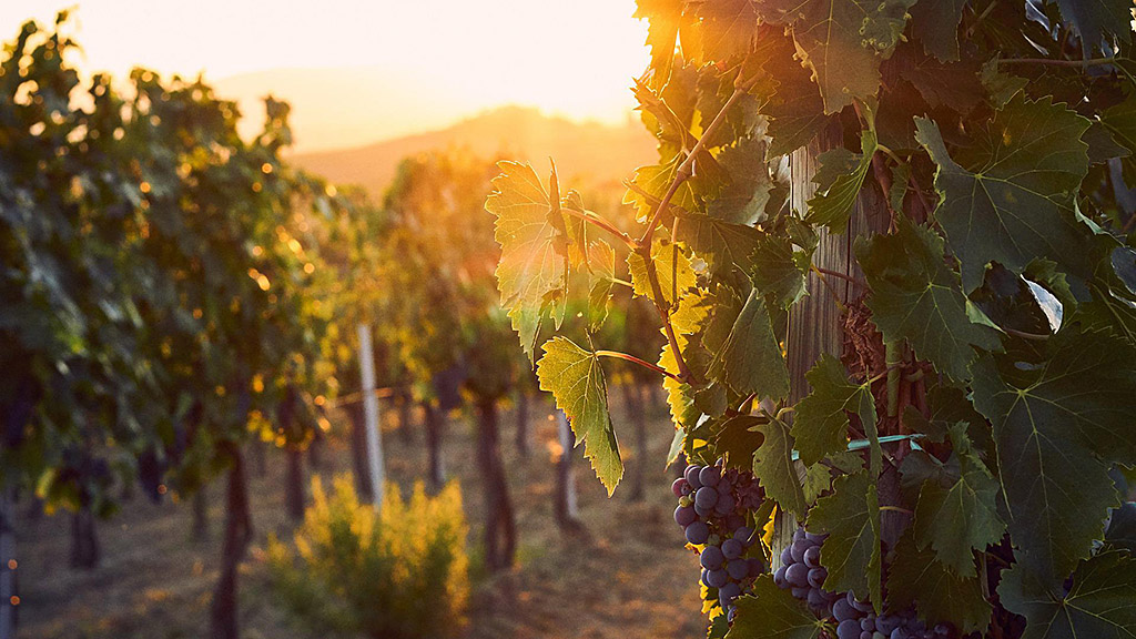 Spirito Italiano previsioni vendemmia vino italia 2023