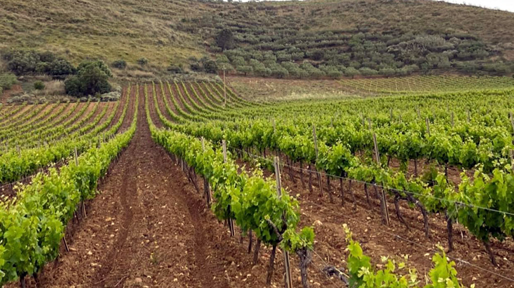 Spirito Italiano brugnano vino sicilia