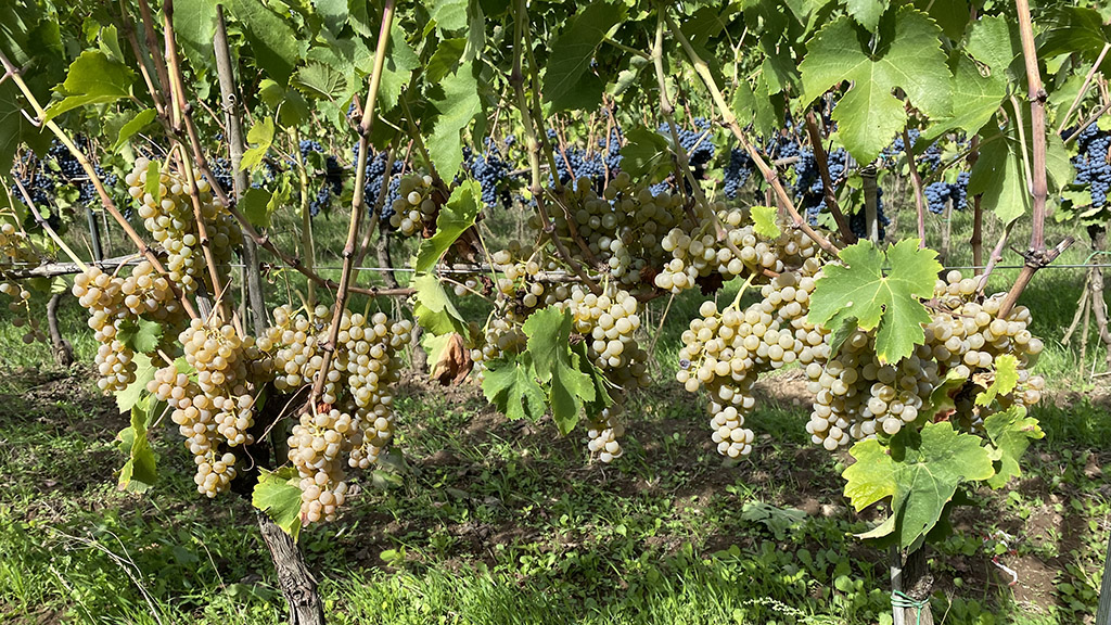 Spirito Italiano scoperte,viticoltura,val d'agri