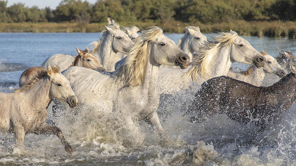 Spirito Italiano vino camargue vins sable