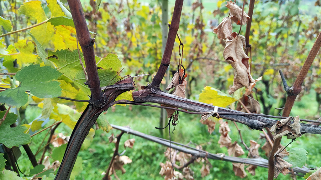 Spirito Italiano alessio magi valgella valtellina