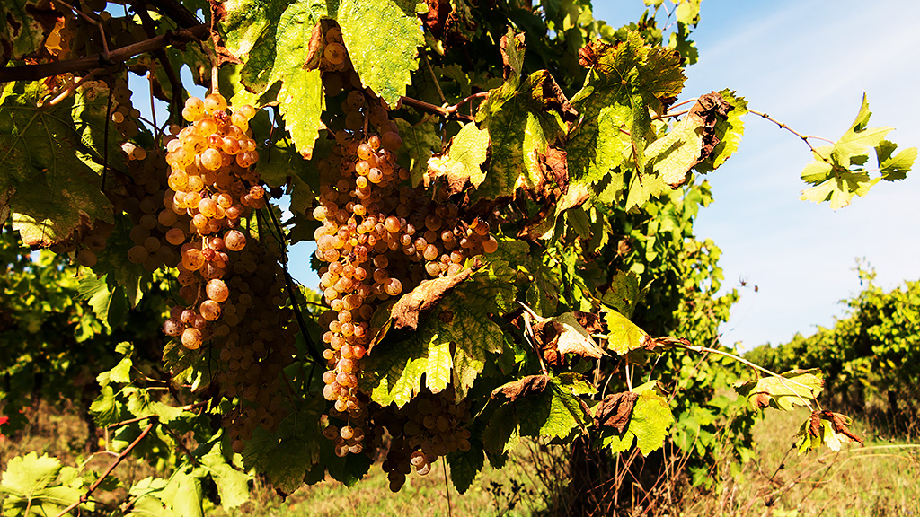 Spirito Italiano ansonica,maremma