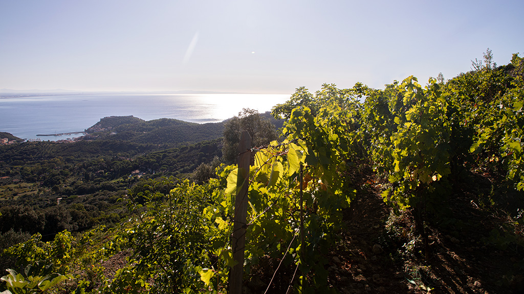 Spirito Italiano ansonica,maremma