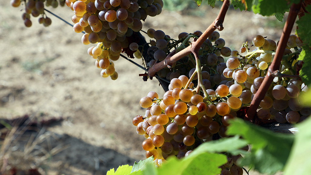 Spirito Italiano ansonica,maremma