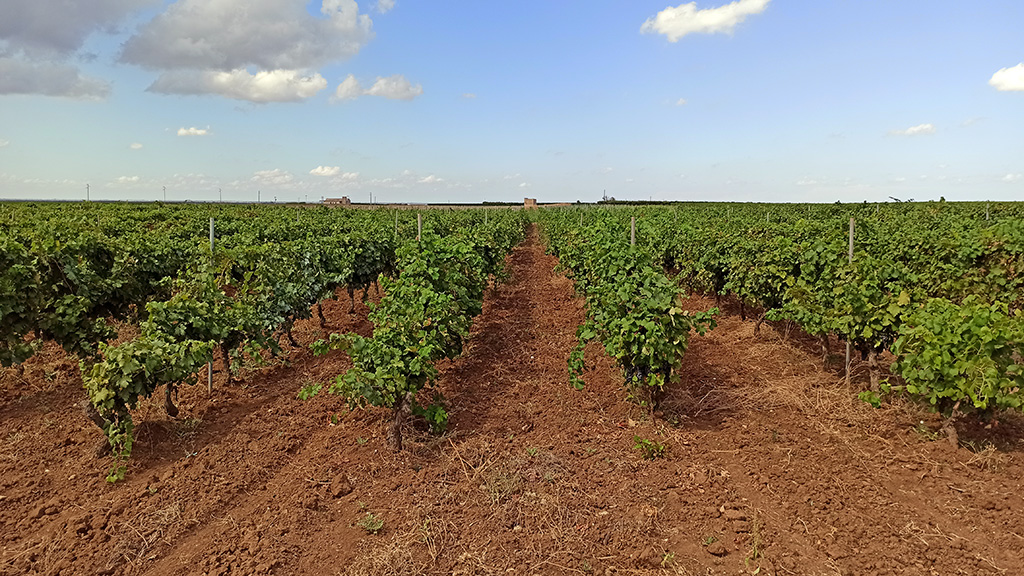 Spirito Italiano puglia,vino,enotreno