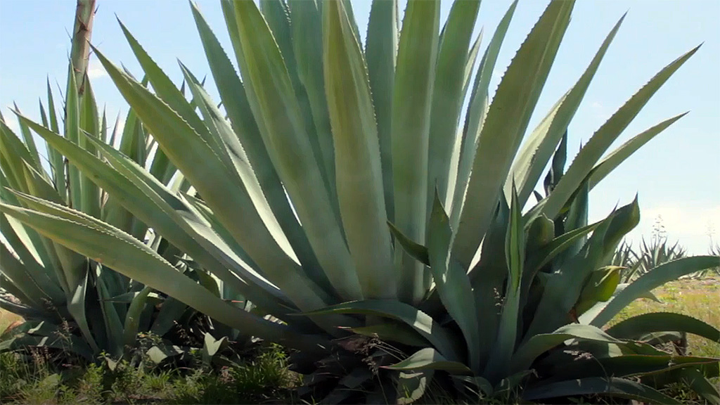 Spirito Italiano agave,mezcal,messico